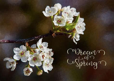 Dream Of Spring Photograph By Cathy Kovarik Pixels