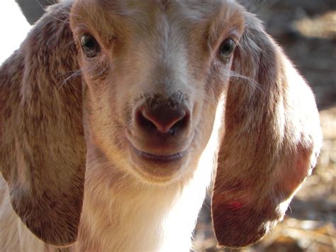 Individual Record At Cane Run Creek Boer Goats