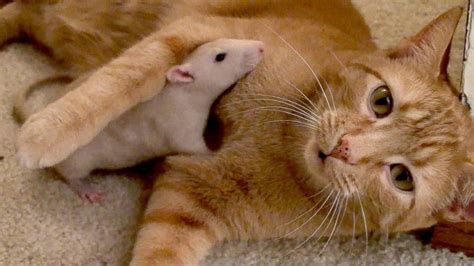 Cat And Rats Adorable Friendship Shatters Stereotypes Abc News