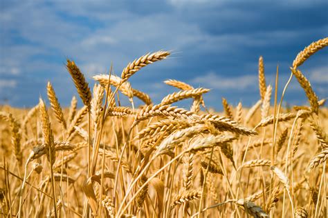 With an image either placed (file > place) or pasted into illustrator, you can crop it using the crop image feature. New technology can help experts develop disease-resistant ...