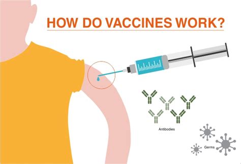 Thanks to the polio vaccine, there hasn't been a new case of polio in the united states in over 40 years. Hilleman Laboratories: How do vaccines work?