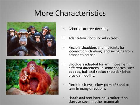 Ppt Primate Adaptation And Evolution Powerpoint Presentation Free