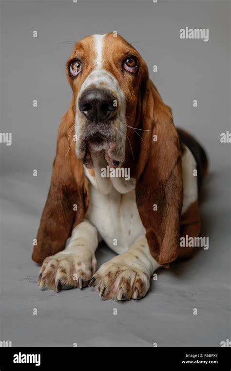 A Basset Hound Poses In A Studio With Grey Background Stock Photo Alamy