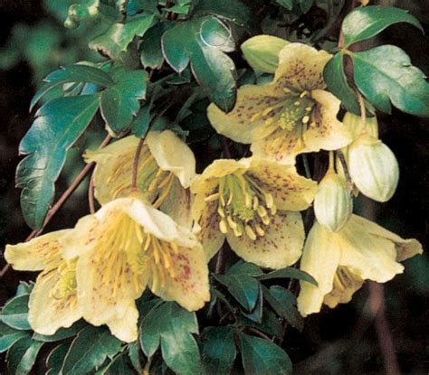 Conduct regular prunings light of the shrub to improve shape after flowering in the late summer to early fall. Winter Flowering - Cirrhosa & Evergreen | PriorsWood Clematis