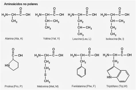 Aminoácidos Apuntes De Biología Molecular