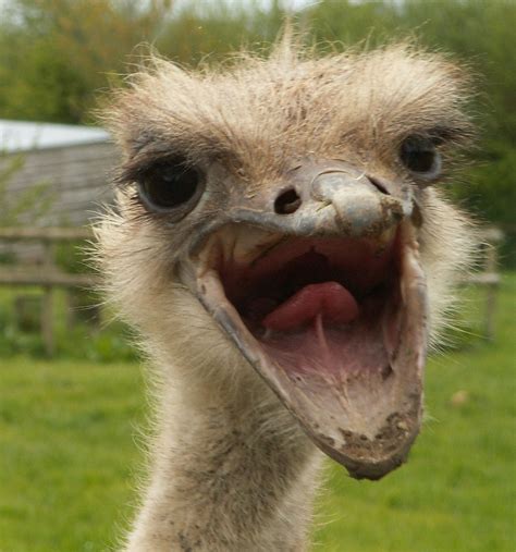 Laughing Ostrich Kasturi Tusler Flickr
