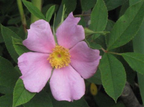 Find out how to grow & plant clematis, pruning methods, and even our preferred ranges! How to Plant and Grow Clematis Vines | Dengarden