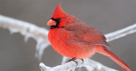 Northern Cardinals In Winter Location Behavior Survival Birdfact