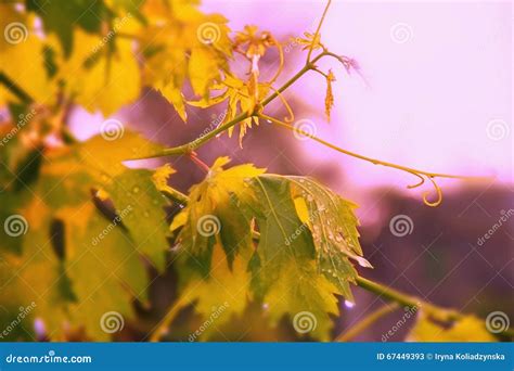 Vineyard Grape Leaves And Vines At Sunset Stock Image Image Of