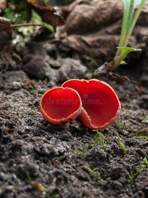 Red Fungus Stock Image Image Of Mushroom Season Seasonal 30767415