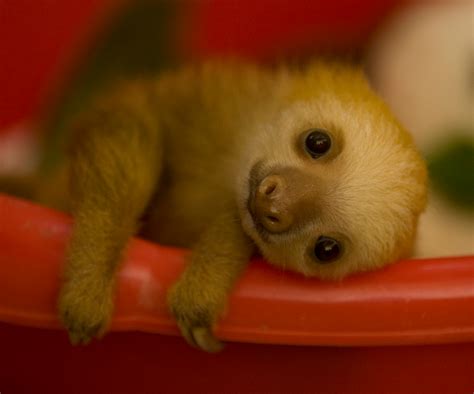 7 Sloth Facts You Probably Didnt Know