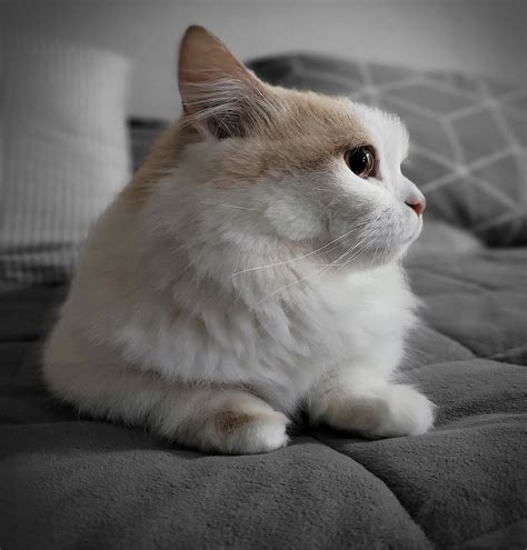 Top Cutest Cat Breeds List With Pictures