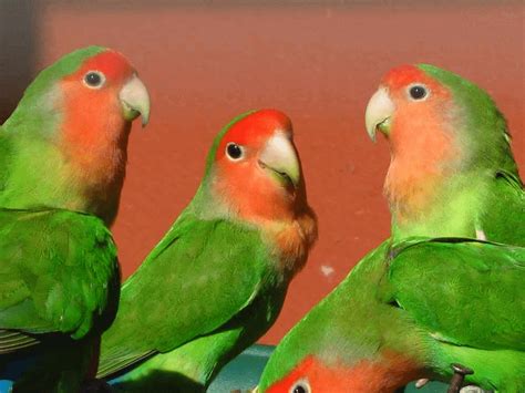 Jenis burung lovebird atau burung cinta adalah salah satu burung dari sembilan jenis spesies genus agapornis. Jenis-jenis Burung Lovebird dan Cara Merawatannya Agar Gacor