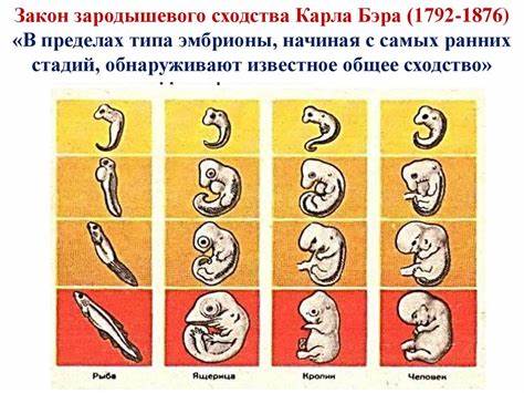 Индивидуальное составления диеты