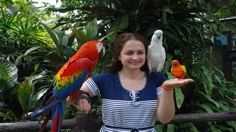 Kl bird park is famous. Kuala Lumpur Bird Park-2016 - YouTube