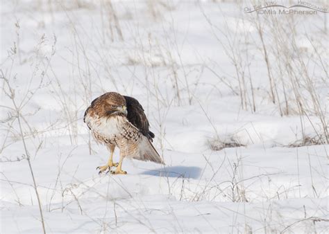 Red Tailed Hawk On A Snowy Field On The Wing Photography