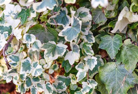 Algerian Ivy Plant Care Growing Guide