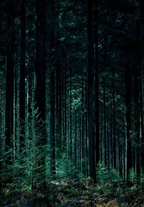 Landscape Photography Of Forest Dark Green Aesthetic Green Aesthetic