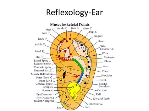 Ppt Auricular Therapy Acupuncture Ear Points Powerpoint Presentation