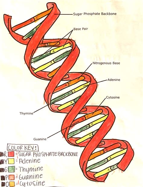 Dna Double Helix Labeled Diagram Vrogue Co