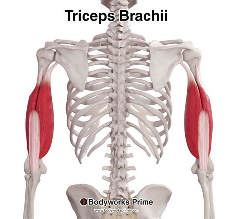 Triceps Brachii Muscle Anatomy Bodyworks Prime