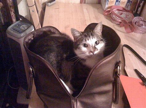 Cats In Bags 17 Pics