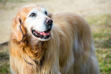 7 Crazy Facts About Golden Retriever Lifespans And 7 Tips To Increase