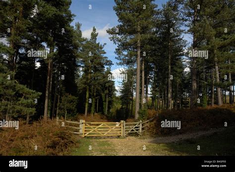 Gate Leading Into Pine Forest Stock Photo Alamy