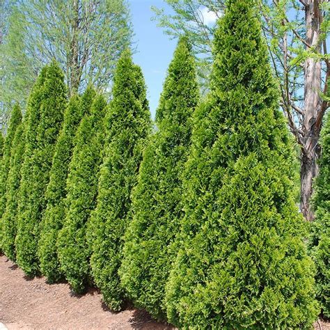 Emerald green arborvitae, also known as smaragd. Emerald Green Arborvitae | Emerald green arborvitae, Green ...