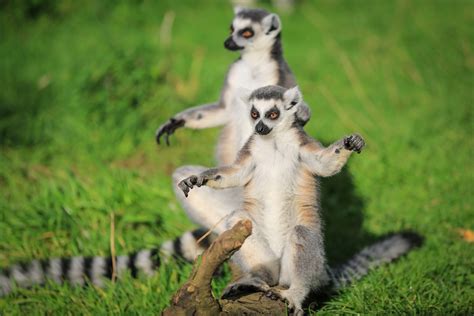 Ring Tailed Lemur Woburn Safari Park