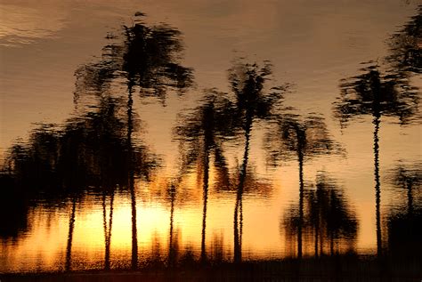 Sunset Palms Shutterbug