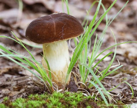 Oklahoma Mushroom Season All Mushroom Info