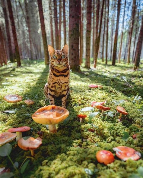 Kitty In A Gorgeous Forest Mostbeautiful Cats Pretty Cats
