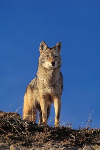 Interesting Facts About Coyotes The Facts Vault