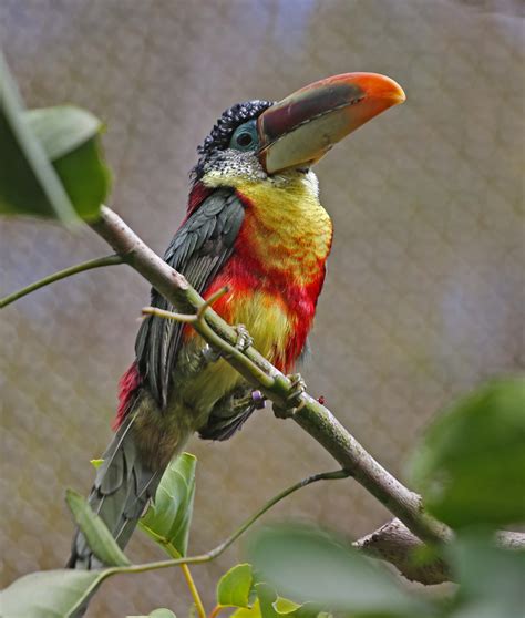 Pictures And Information On Curl Crested Aracari