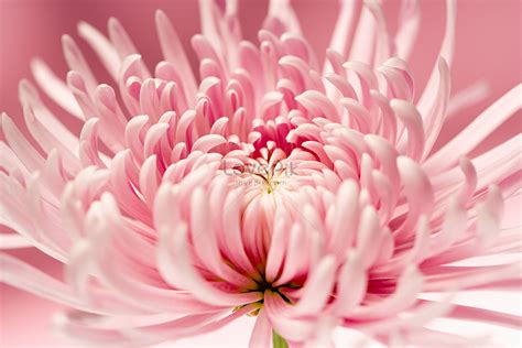 Pink Chrysanthemum Picture And Hd Photos Free Download On Lovepik