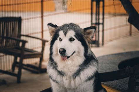 All You Need To Know About The Husky Collie Mix