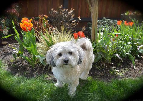 Pet-friendly Portland Landscaping Designs | Portland Landscaping Company