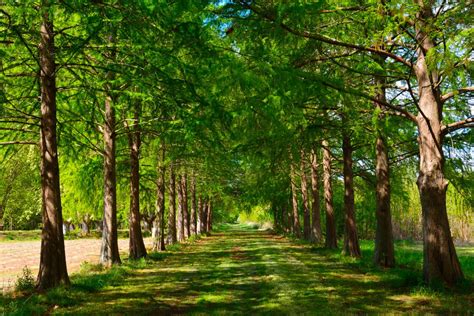 Free Images Landscape Tree Nature Path Branch Sunlight Leaf Green Jungle Autumn Park