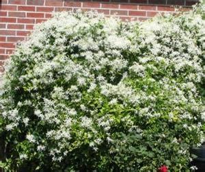 Sun exposure clematis and tomatoes are two exceptions to the usual rule, and are best planted 6 inches deeper than the soil level in the pot. Sweet Autumn Clematis (Clematis terniflora)