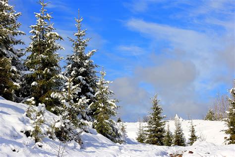 Hintergrundbilder Landschaft Wald Schnee Winter Fichte Kiefern