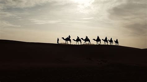 Camel rides in port stephens. Where To Go Camel Riding In NSW | ellaslist