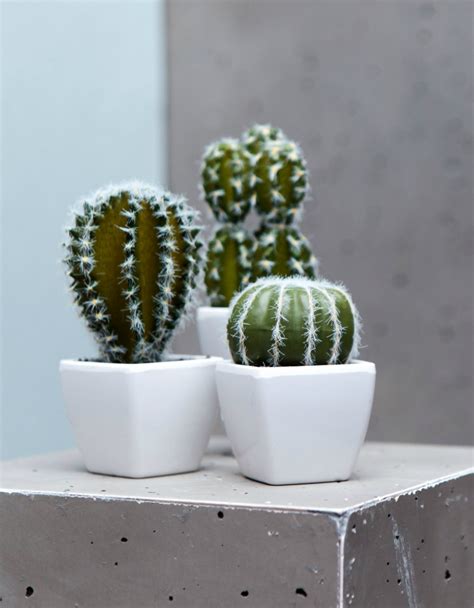 De hecho, una porción de taza de hojas de cactus solo le dará 14 calorías en este caso. Deco: Los beneficios de tener cáctus en casa (con imágenes ...