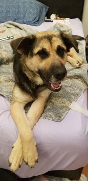 American restaurants steak houses take out restaurants. Rehoming Your Dog in Huntington, WV - Rehome by Adopt-a ...