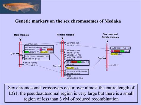 Ppt Evolution Of Sex Determination And Sex Chromosomes Free Download