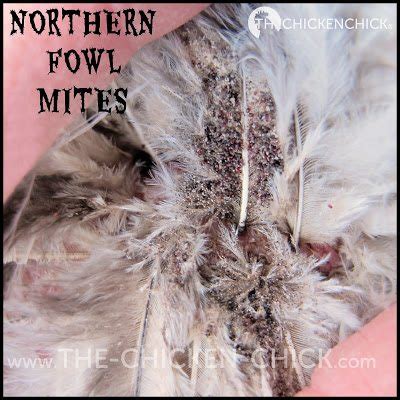 Lice and Mites Identification and Treatment | The Chicken ...