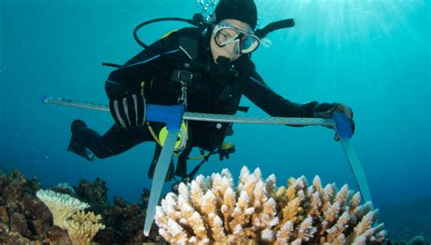 How To Become A Marine Biologist Requirements And Necessities 2022