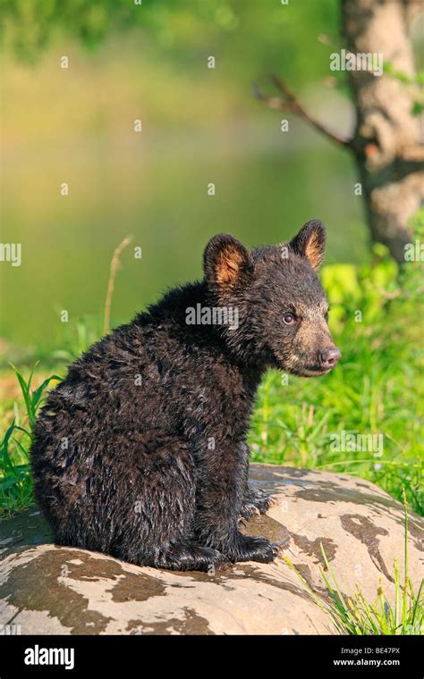 American Black Bear Ursus Americanus Four Month Old Cub Sitting On A
