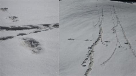 Yeti Footprints Indian Army Claims To Have Captured Images Of Snow