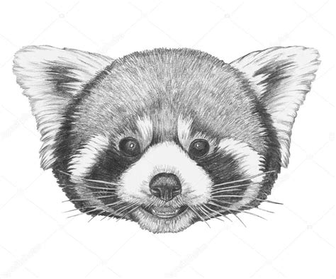 Precioso Retrato De Panda Rojo Aislado En Blanco 2022